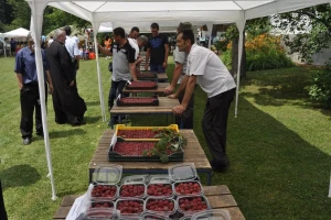 U valjevskom kraju do pet tona maline po hektaru: Različit kvalitet ploda - cena ista