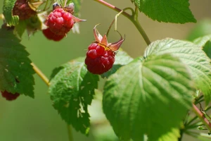 Iz grada prešla na selo i uspešno uzgaja maline