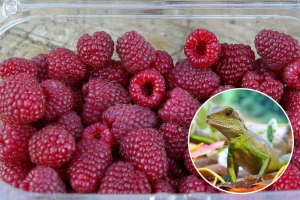 U kutijici sa malinama pronašla živog guštera