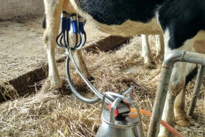 Snizili cene mleka, ali ne za svakog stočara isto?
