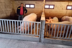 Utovili  svinju od čak 511 kilograma!