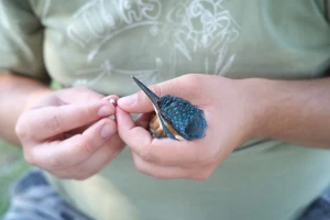 Ornitolozi izučavaju seobu ptica na Labudovom oknu