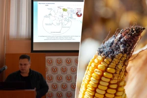 I buđ trpi stres: U budućnosti nas čekaju novi mikotoksini - gde su rešenja?