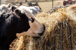 Danska: Ulaganje u pogone za proizvodnju biogasa od stajnjaka