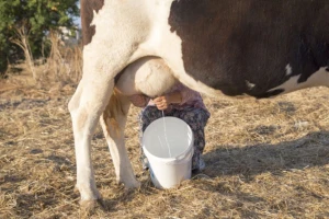 Stočari traže produženje prelevmana na uvoz mleka