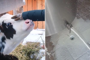 Zbog prekida u snabdevanju strujom farmeri prinuđeni da prosipaju mleko