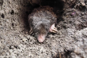 Kako da se otarasite krtice na potpuno prirodan način