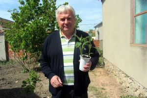 Čičoka i bamija kao alternativa