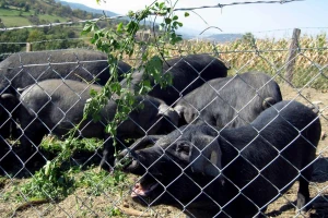 Suhomesnati specijaliteti od moravke krenuće i u zapadnu Evropu