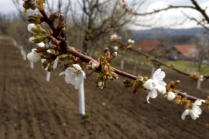 Borba protiv mrazeva položajem voćnjaka i nadmorskom visinom?