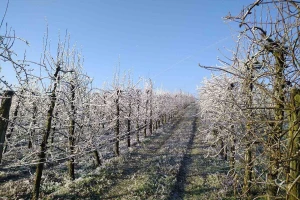 Voću preti mraz, pripremite se za odbranu