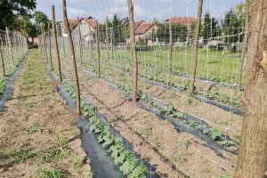 Kornišoni na mreži - odličan prinos na malom prostoru