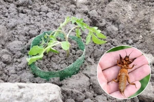 Evo saveta kako da zaustavite rovce da pregrizu koren rasada u bašti