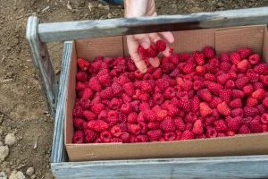 Muke ivanjičkih proizvođača: Lopovi obrali hektar maline
