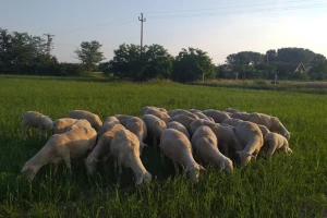 Prepodne radi u opštini, popodne sa ovcama