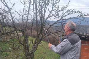 Nakon što opadne lišće, podmladite voćke i produžite im vek