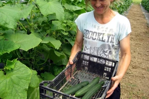 Kragujevac: "Pčelice" beru svoj prvi rod iz plastenika
