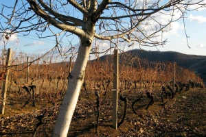 Sveti Trifun: majka je vinova loza, otac zemlja, a nebo sudbina