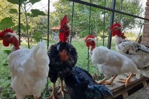 Koko centar za ugroženog banatskog gološijana