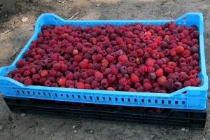 Cenu maline kompenzuje prinosom