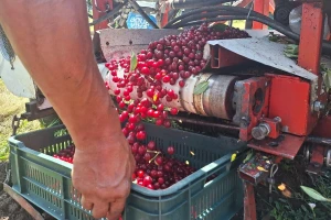 Berba višnje: Velika potražnja - otkupna cena preko 100 dinara