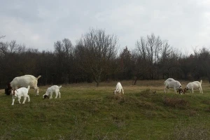 Burska koza - tovna i napredna rasa