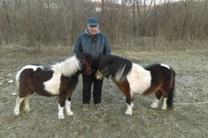 Uz poni konje ostvario davni san