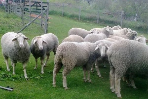 Čaba Boršoš iz Adorjana ima najbrojnije stado ovaca rase virtemberg u Srbiji