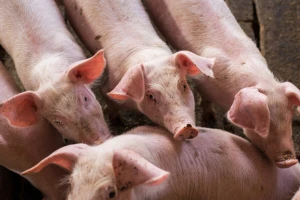 Cena prasića dostigla 400 din/kg, telad do 940 din/kg