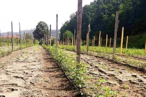 Navodnjavanje važno u proizvodnji maline - najčešće se koristi sistem "kap po kap"