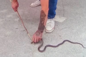 Arsenije Hadži Basur je neustrašivi lovac na zmije i stršljene
