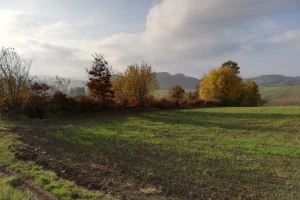Ozimi usevi: Dovoljno vlage, neće biti štete usled niskih temperatura