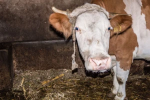 Prestanak kvrgavosti kože goveda