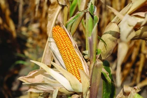 PLUS4GRAIN: Najviši prinosi na najboljim poljima