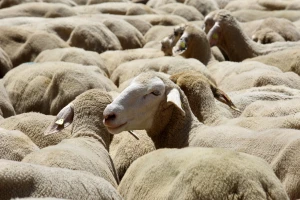 Odvukli mu pažnju lažnim pozivom i ukrali 65 sjagnjastih ovaca