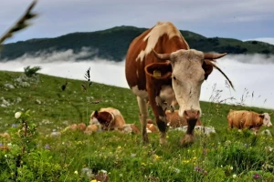 Kosmovac ima pogled "od milion dolara" i proizvode koji ne mogu da se kupe?