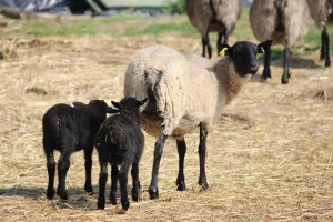 Toksoplazmoza uzrokuje česte pobačaje kod ovaca i koza - kako sprečiti bolest u stadu?