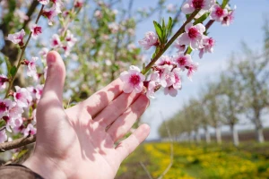 Ručno oprašuju voćke jer nemaju dovoljno pčela i drugih oprašivača