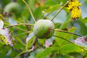Siva pegavost oraha može uništiti oko 80% plodova i uzrokovati ranu defolijaciju