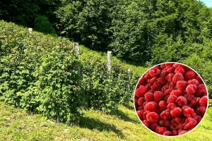 U selu Šljivova svi se bave organskom proizvodnjom