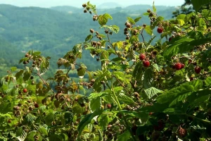 Voćari u kuršumlijskom kraju proizvode isključivo organsku malinu