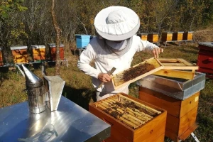 Otkupna cena bagremovog meda u Srbiji najviša na planeti?
