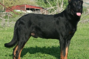 Boseron: ovčar sa crvenim šapama