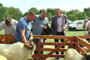 Pihler: Više pažnje i novca usmeriti na autohtone rase ovaca
