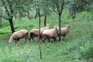 Obratite pažnju na ishranu bremenitih ovaca