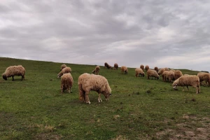 Raste cena stoke: Tovne svinje na 300, a jagnjad negde ide i do 500 din/kg