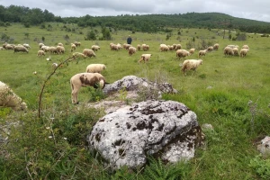 Nezapamćena suša na Pešterskoj visoravni: Muče se i stočari i životinje