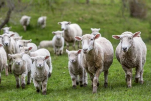 Od "plavog jezika" uginulo preko 100 ovaca