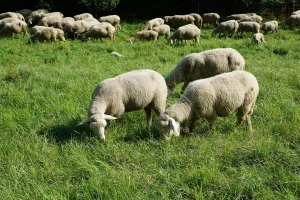 Ovce kao kosilice na Dunavskom ostrvu
