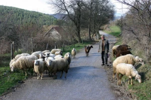 Sjenička ovca opet osvaja zapadnu Srbiju